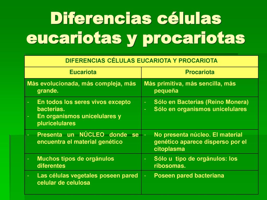 Cuadro De Diferencia Entre La Celula Eucariota Y Procariota Compartir